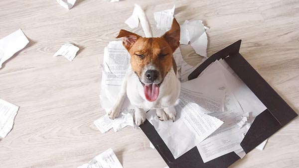 dog eating papers